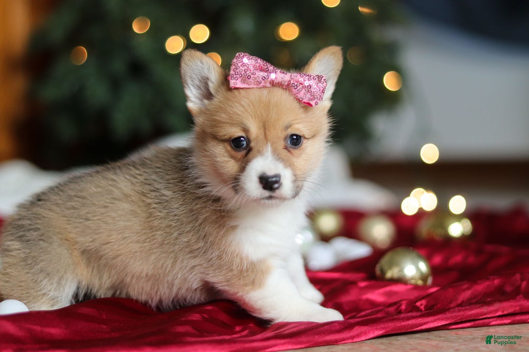 Welsh Corgi Pembroke dogs for sale: Twinkle - Ad 6