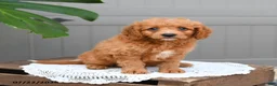 Cavapoo dogs for sale: Sonny - Ad 4