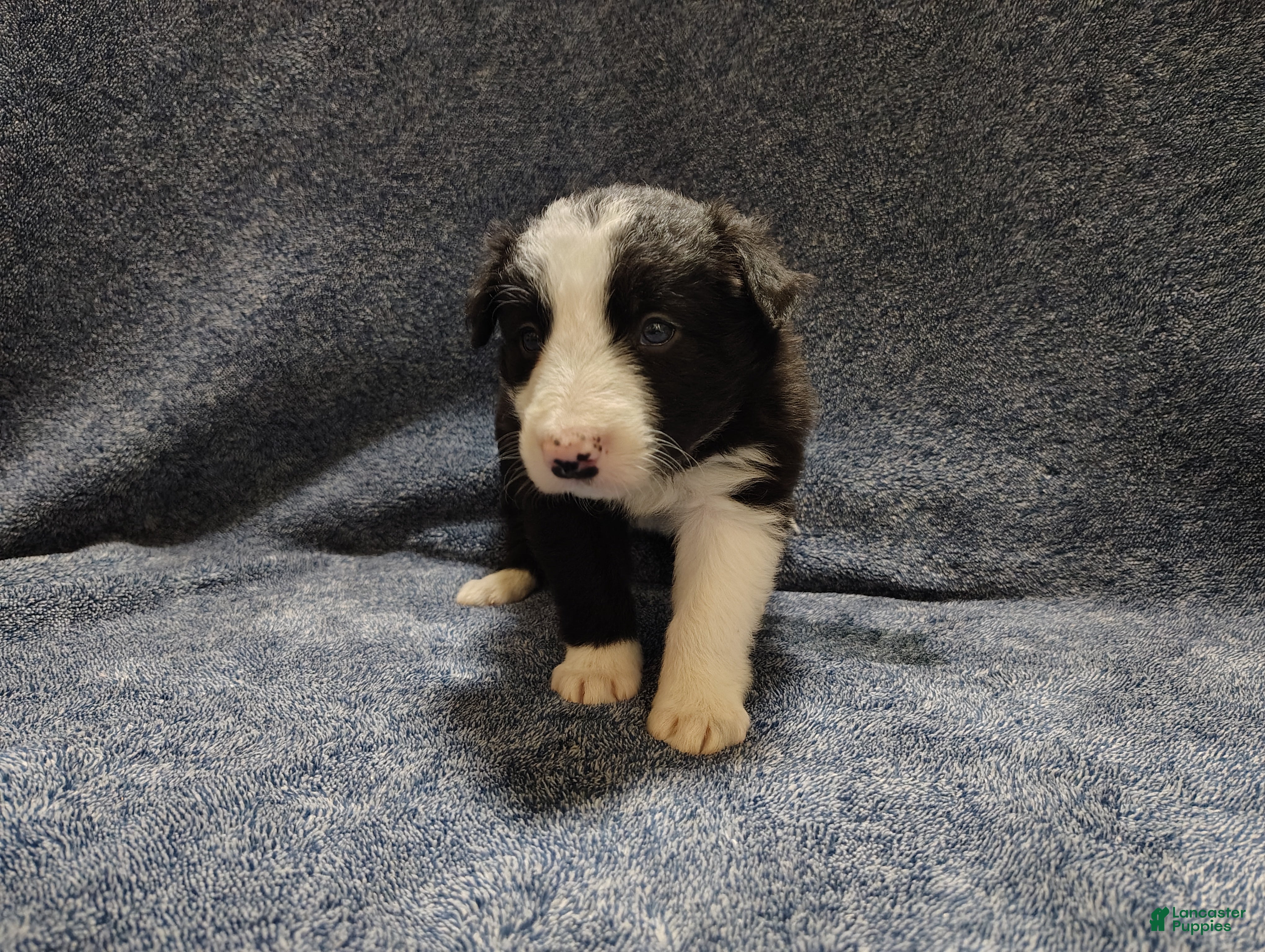 Border Collie dogs Linus - Ad 2