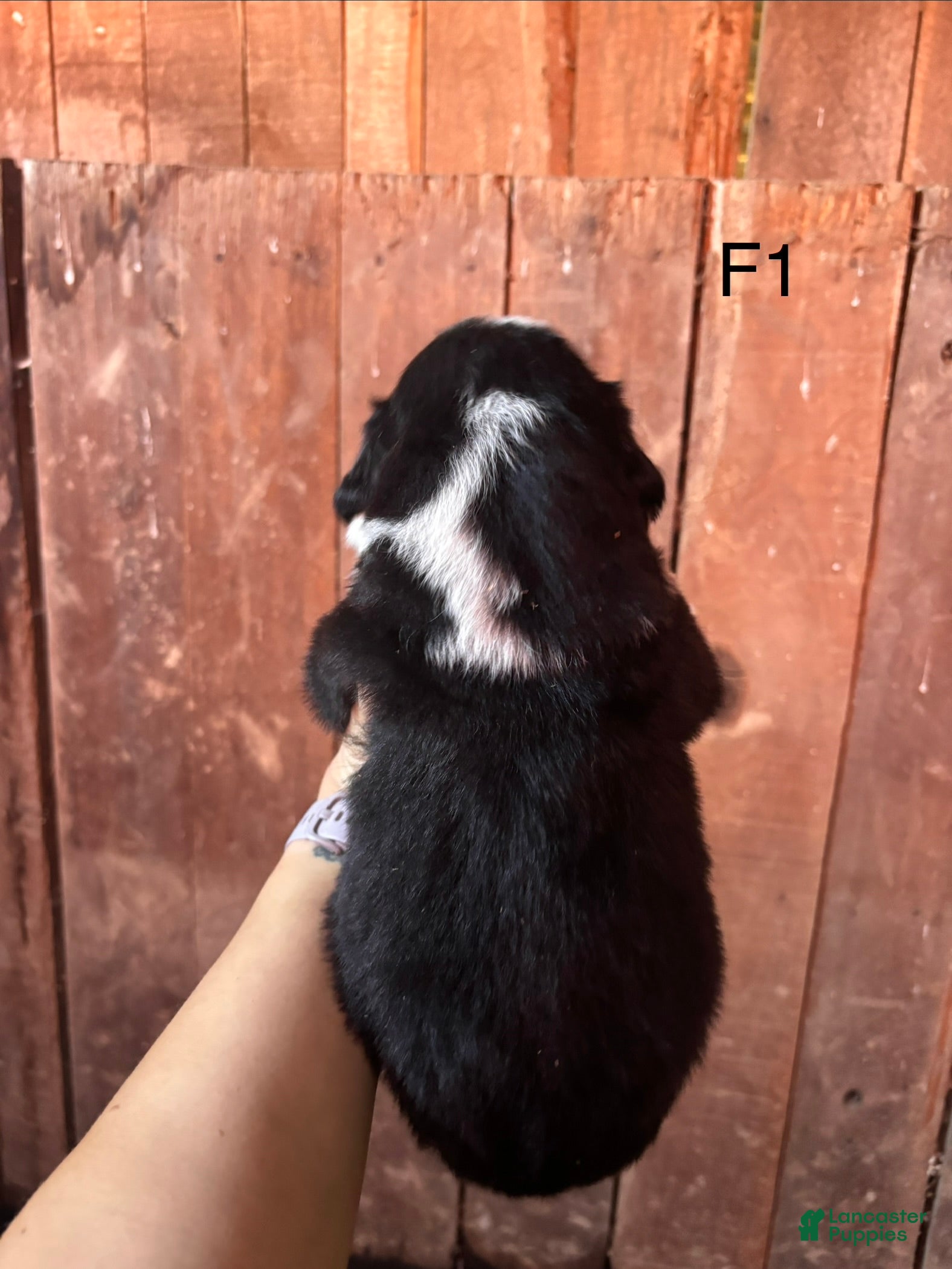 Bernese Mountain Dog dogs Bernese Mountain Dog F1 - Ad 2