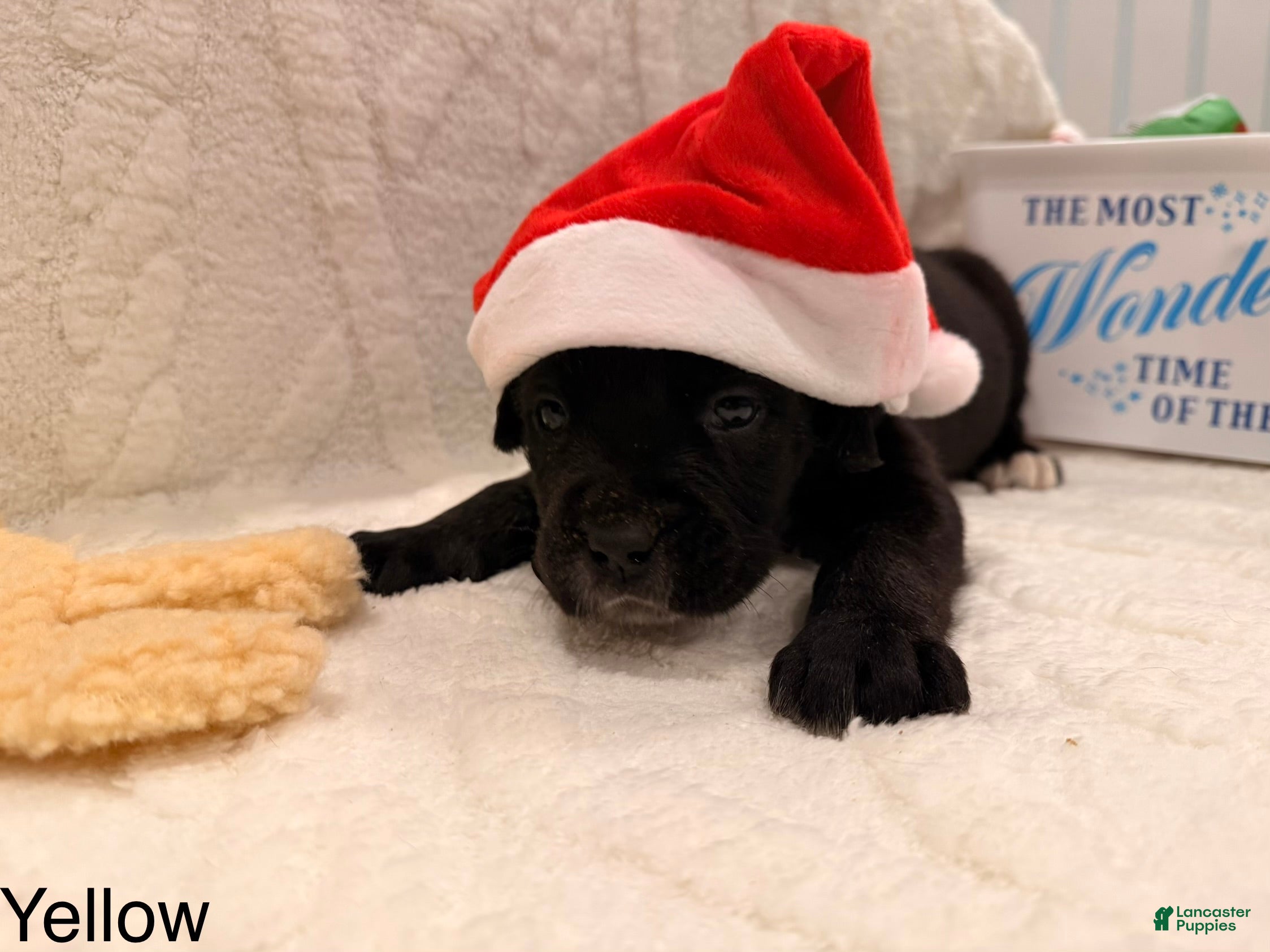 Cane Corso dogs Thor (yellow)  - Ad 32