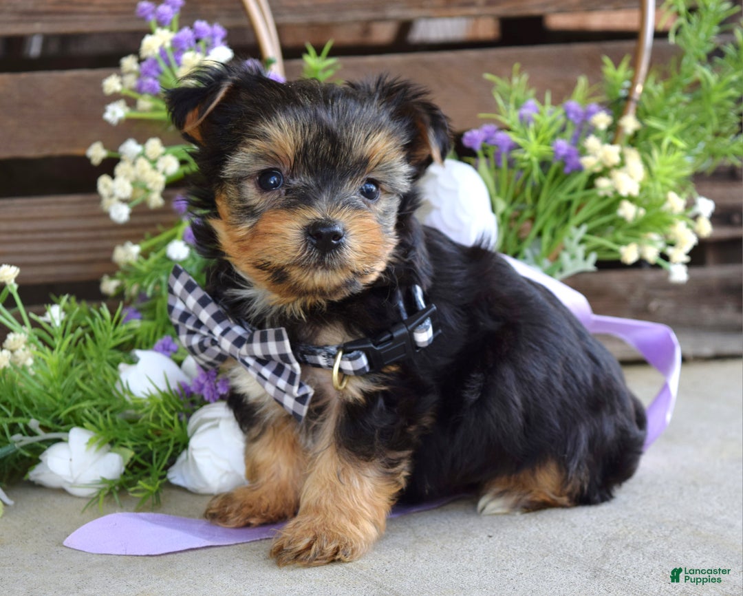 Yorkshire Terrier dogs for sale: Coby - Ad 6