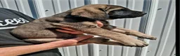 English Mastiff dogs for sale: Ruegger  - Ad 3