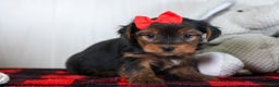 Yorkshire Terrier dogs for sale: CODY - Ad 11
