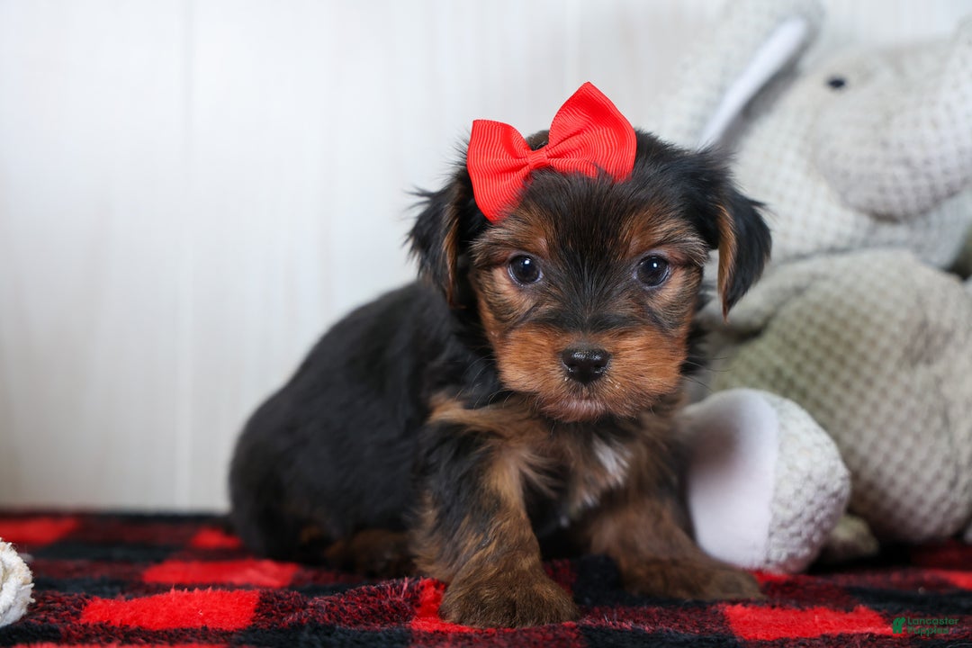 Yorkshire Terrier dogs for sale: CODY - Ad 11