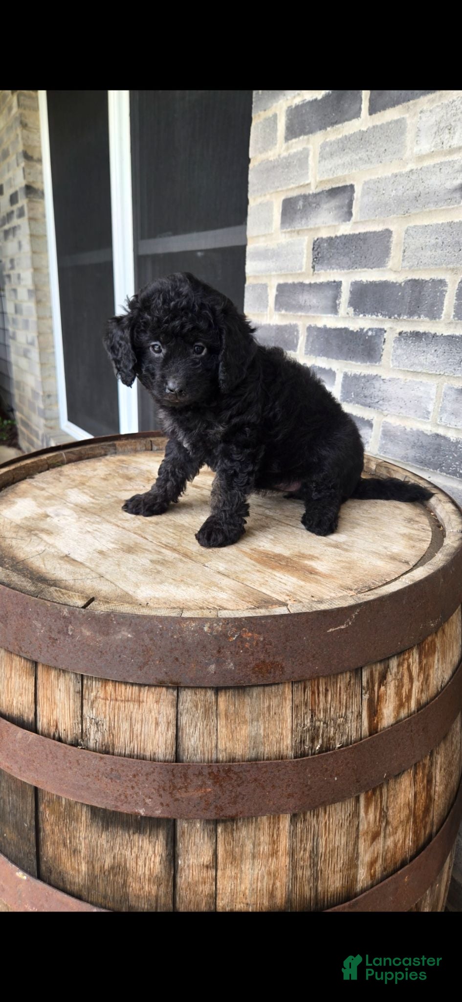 Mini Bernedoodle dogs Mini Bernedoodle 1 - Ad 2