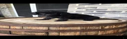 Mini Bernedoodle dogs for sale: Mini Bernedoodle 1 - Ad 2
