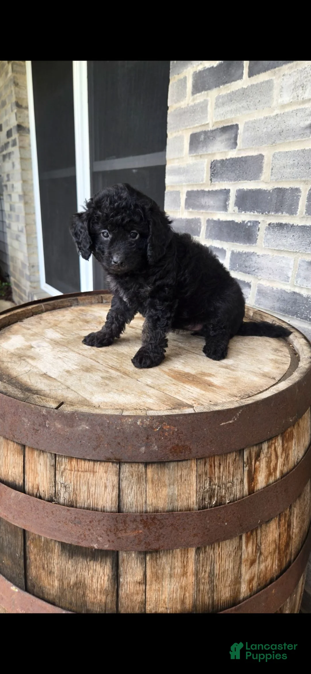 Mini Bernedoodle dogs for sale: Mini Bernedoodle 1 - Ad 2