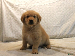 Golden Retriever dogs - Ad 1