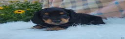 Miniature Dachshund dogs for sale: Vivian  - Ad 24