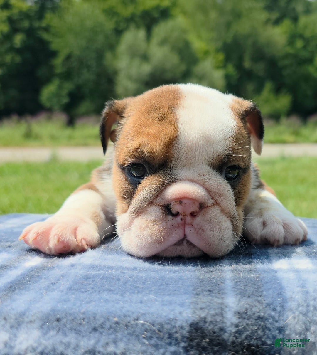 English Bulldogge F1 Bulldog Sable English Bulldog Puppies For