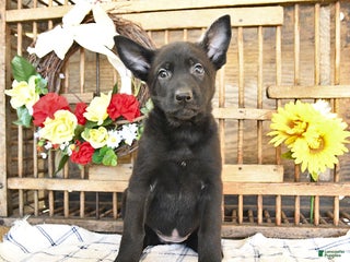 Mixed Breed dogs - Ad 11