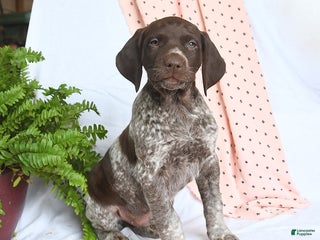 German Shorthaired Pointer dogs Apollo - Ad 22