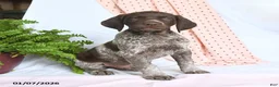 German Shorthaired Pointer dogs for sale: Apollo - Ad 1