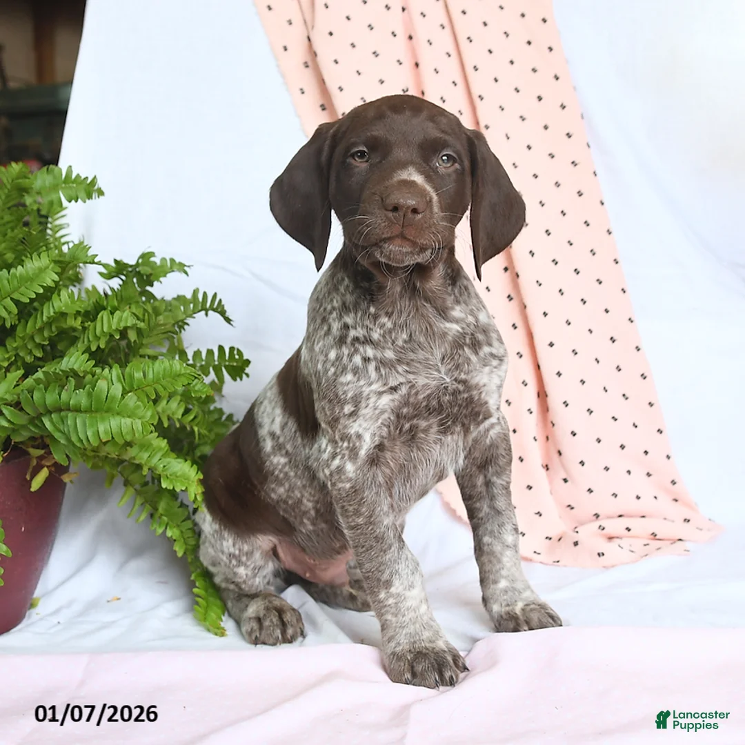 German Shorthaired Pointer dogs for sale: Apollo - Ad 1