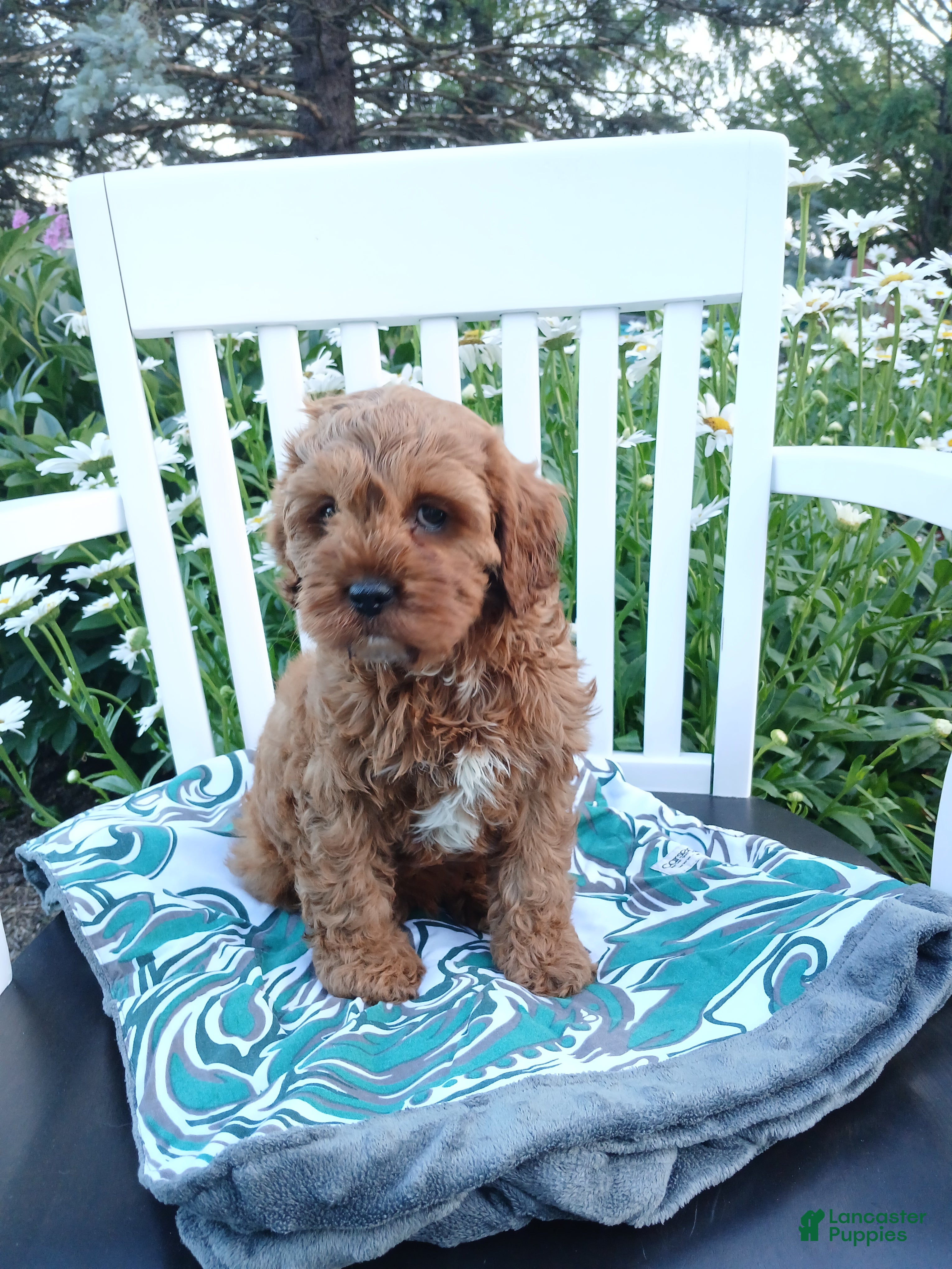 Cavapoo dogs Jerry - Ad 1