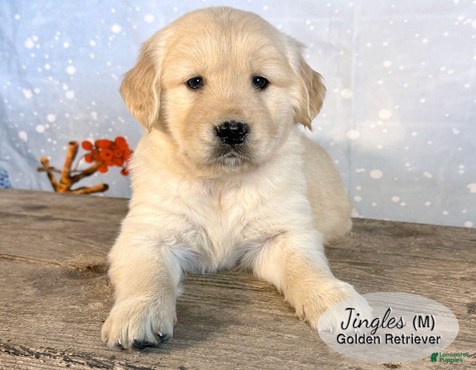 Golden Retriever dogs Jingles - Ad 1