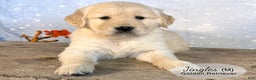 Golden Retriever dogs for sale: Jingles - Ad 1