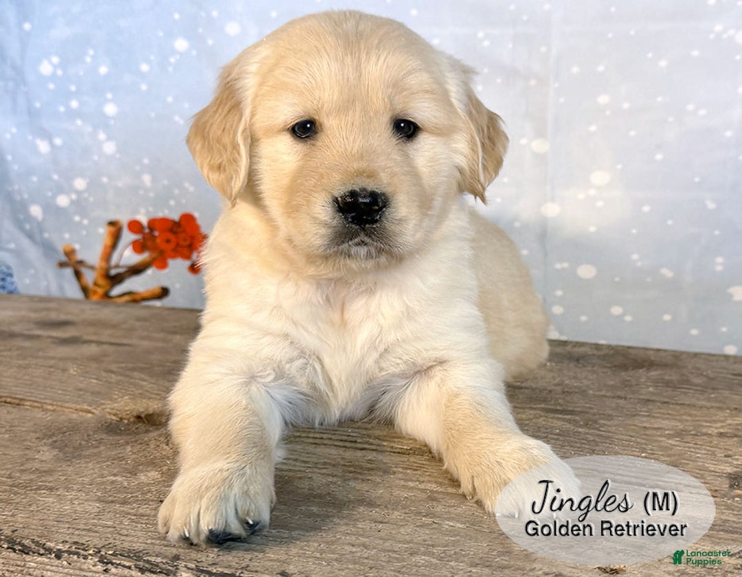Golden Retriever dogs for sale: Jingles - Ad 1