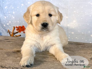 Golden Retriever dogs Jingles - Ad 24