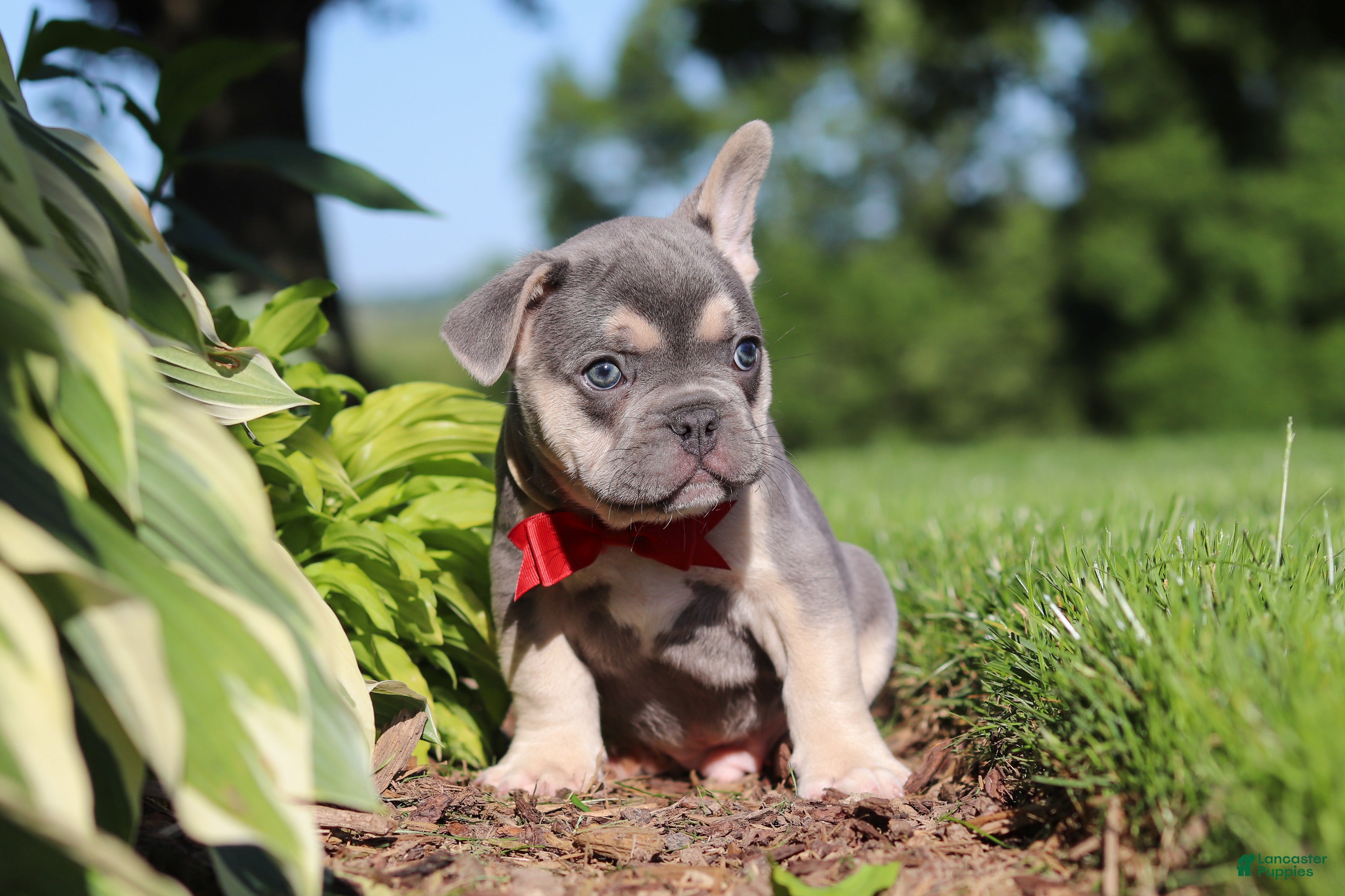 French Bulldog dogs for sale: Parker - Ad 4