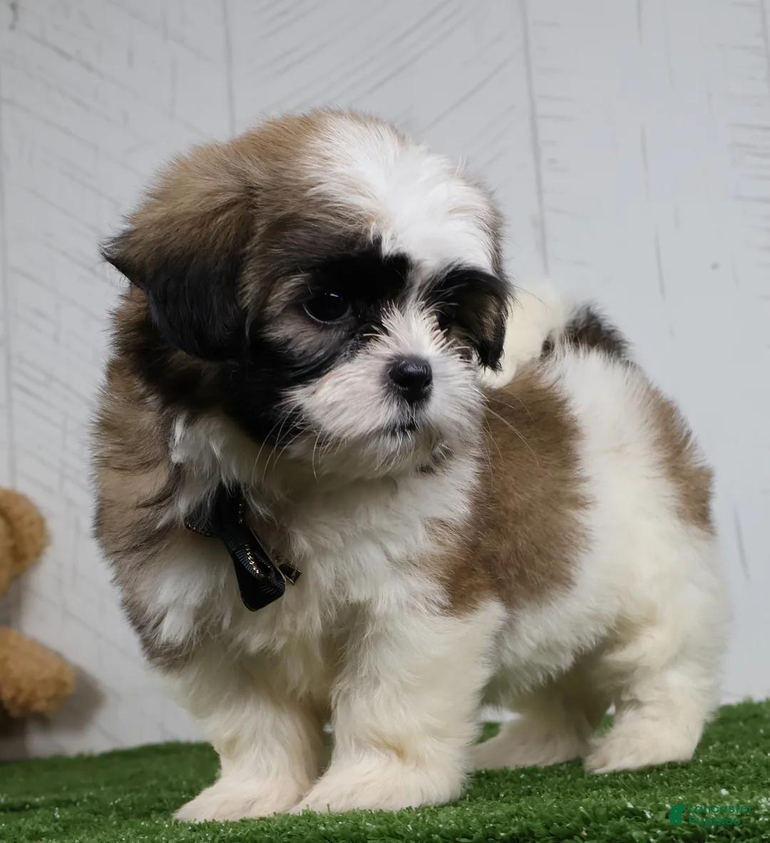 Shih Tzu dogs for sale: Travis - Ad 6