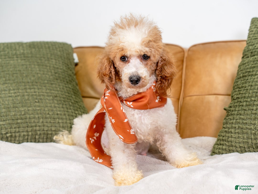 Miniature Poodle dogs for sale: Betty - Ad 11