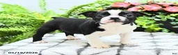 Boston Terrier dogs for sale: Lisa - Ad 3