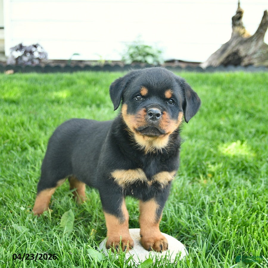 Rottweiler dogs Boston - Ad 2