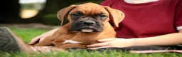 Boxer dogs for sale: Haddie - Ad 7
