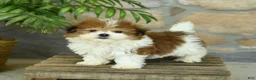 Teddy Bear dogs for sale: Tucker - Ad 3