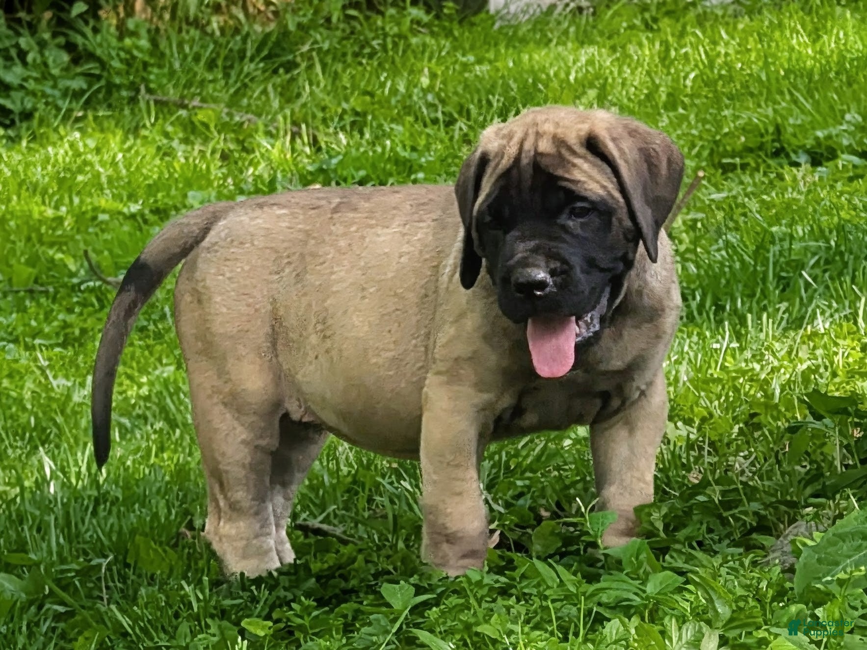 English Mastiff dogs English Mastiff Puppy 4 - Ad 1