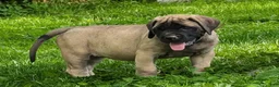 English Mastiff dogs for sale: English Mastiff Puppy 4 - Ad 9