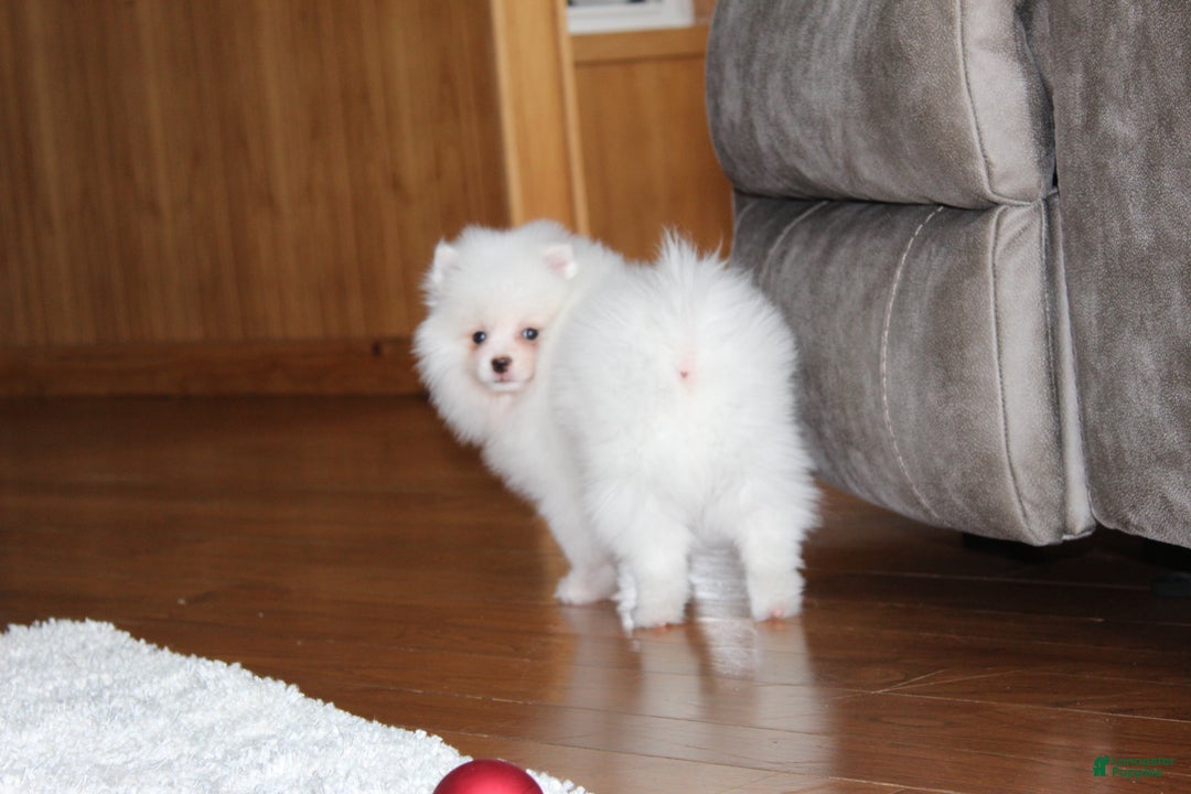 Pomeranian dogs for sale: Emerson - Ad 7