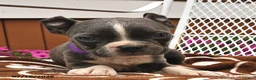 Boston Terrier dogs for sale: Luna  - Ad 4
