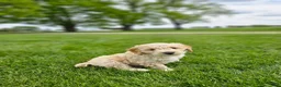 Mini Goldendoodle dogs for sale: Tanner - Ad 5