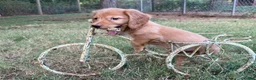 Miniature Dachshund dogs for sale: Dark cream  - Ad 11