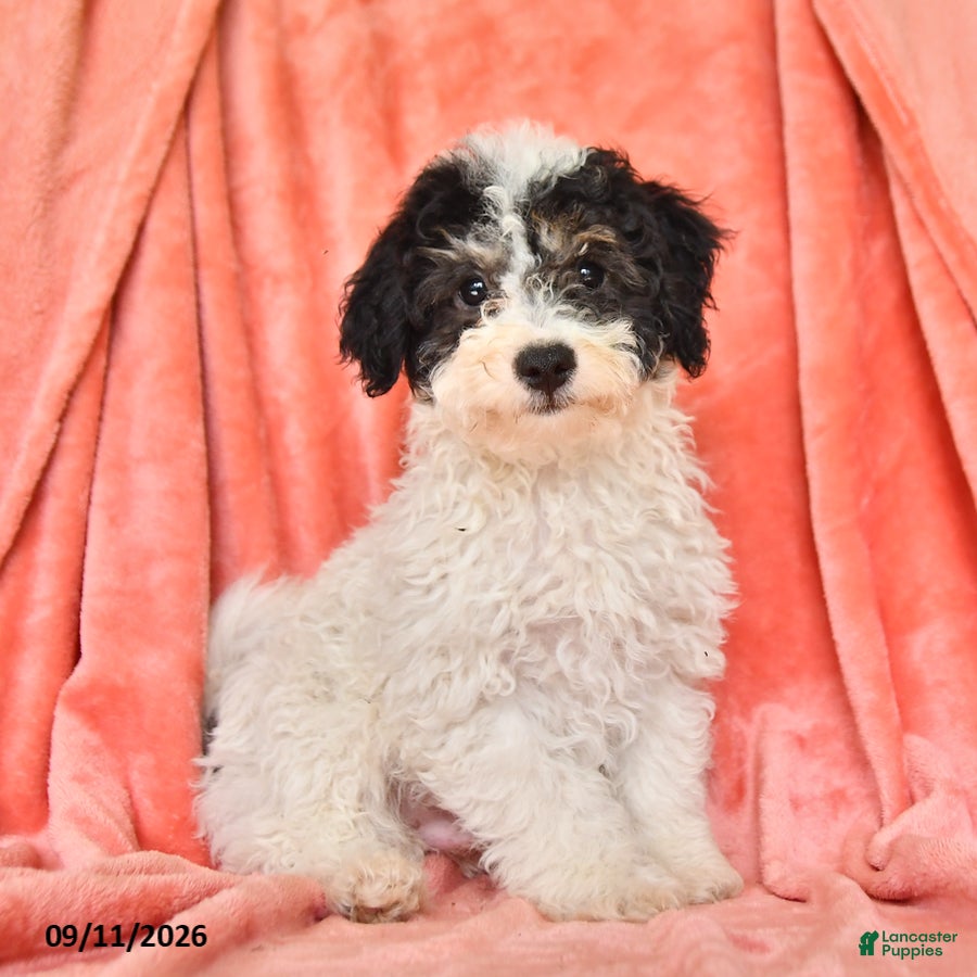 Bichpoo dogs Stuart - Ad 1