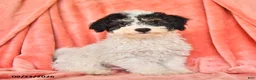 Bichpoo dogs for sale: Stuart - Ad 1