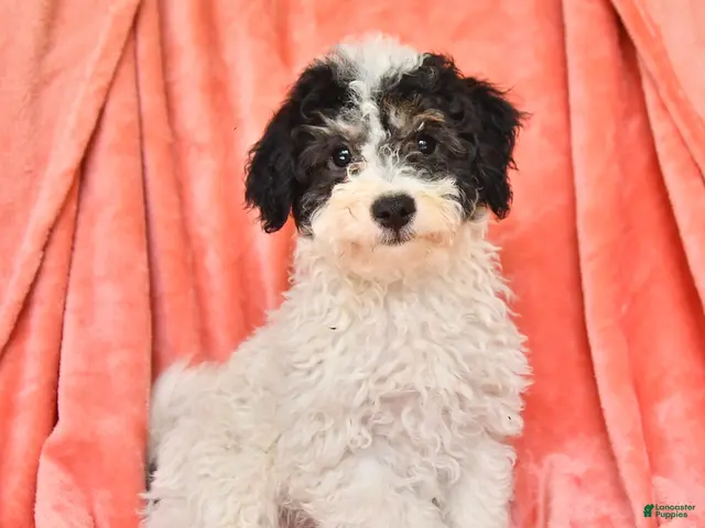 Bichpoo dogs for sale: Stuart - Ad 1
