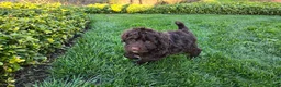 Portuguese Water Dog dogs for sale: Flint - Ad 9