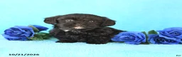 Yorkiepoo dogs for sale: Happy - Ad 1