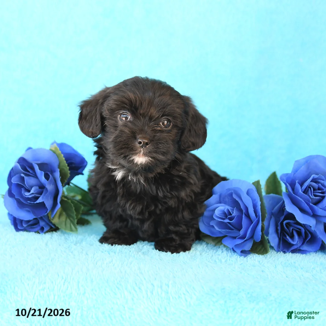 Yorkiepoo dogs for sale: Happy - Ad 1