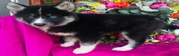 Siberian Husky dogs for sale: Kallie  - Ad 9