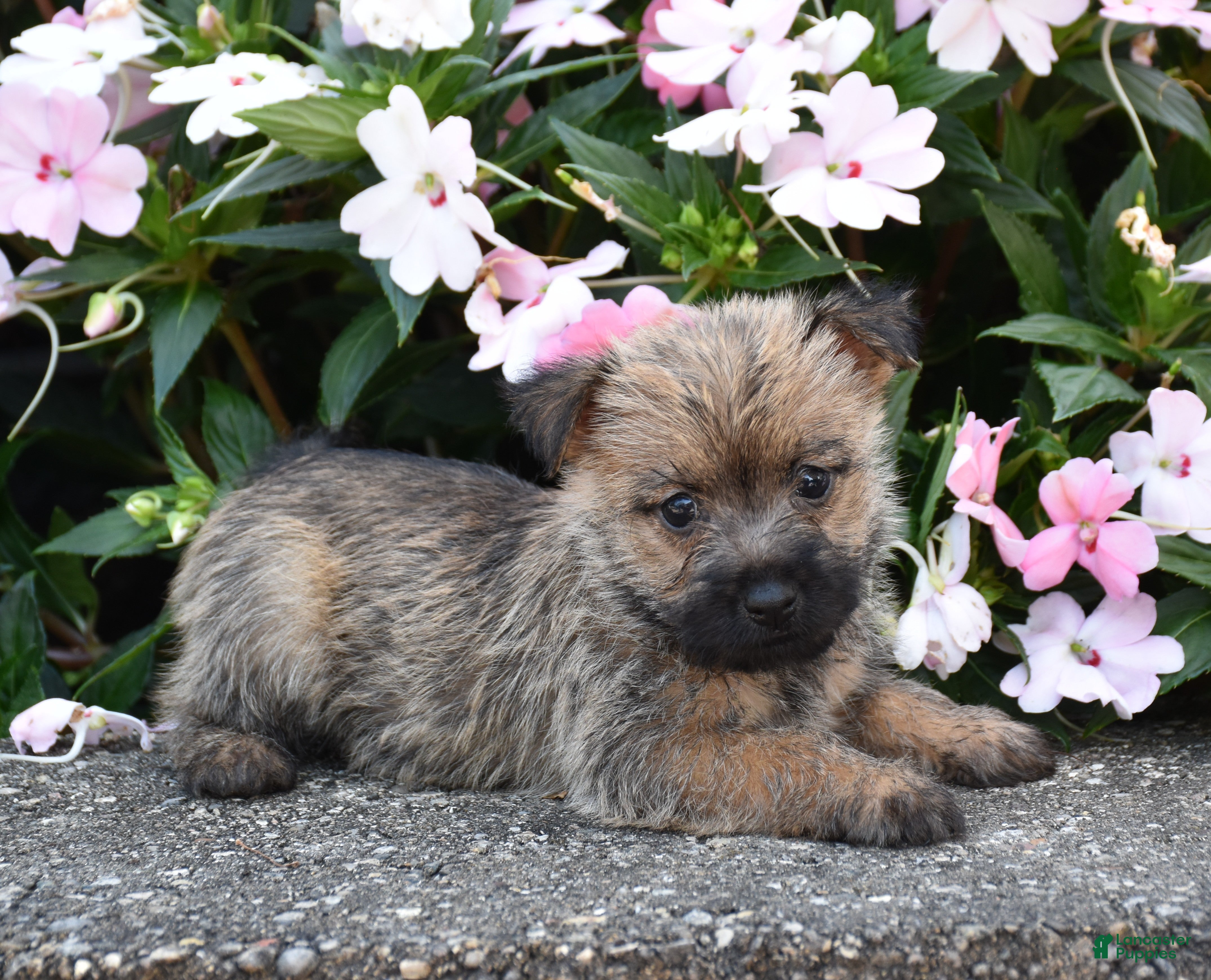 Cairn Terrier dogs Ariel - Ad 1