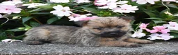 Cairn Terrier dogs for sale: Ariel - Ad 1