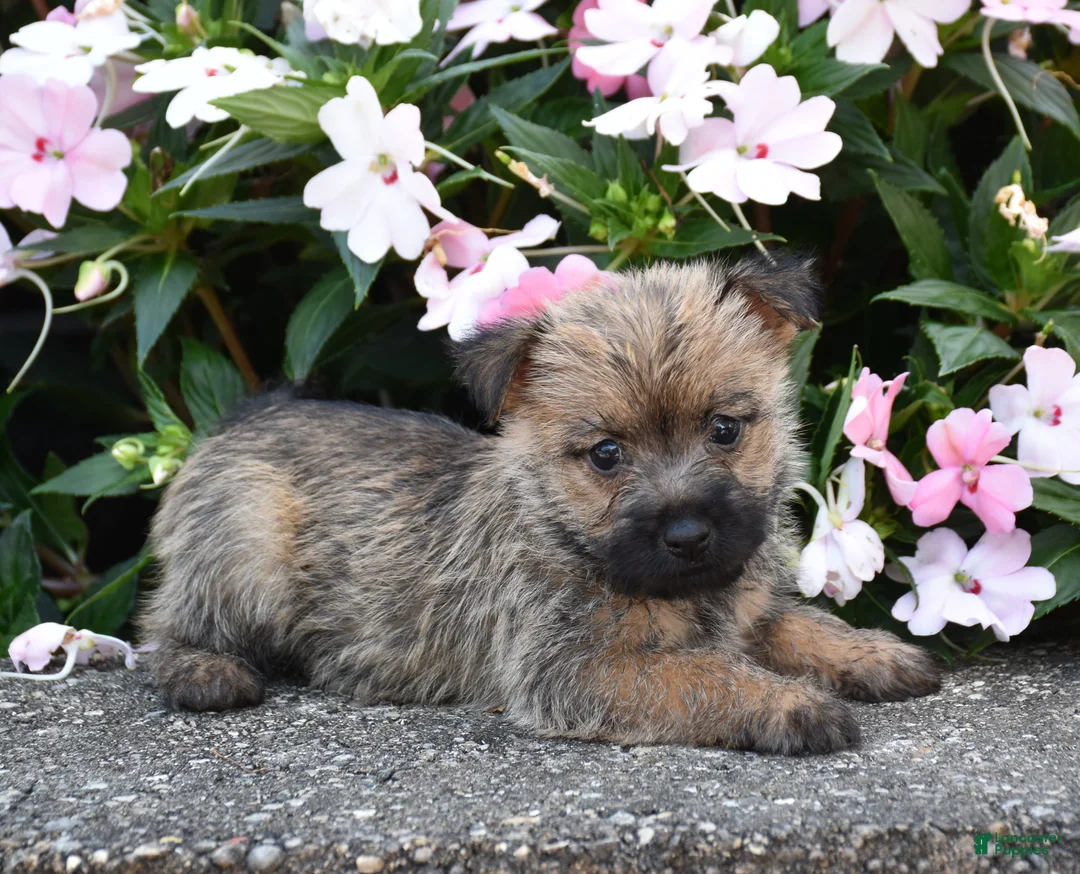 Cairn Terrier dogs for sale: Ariel - Ad 1