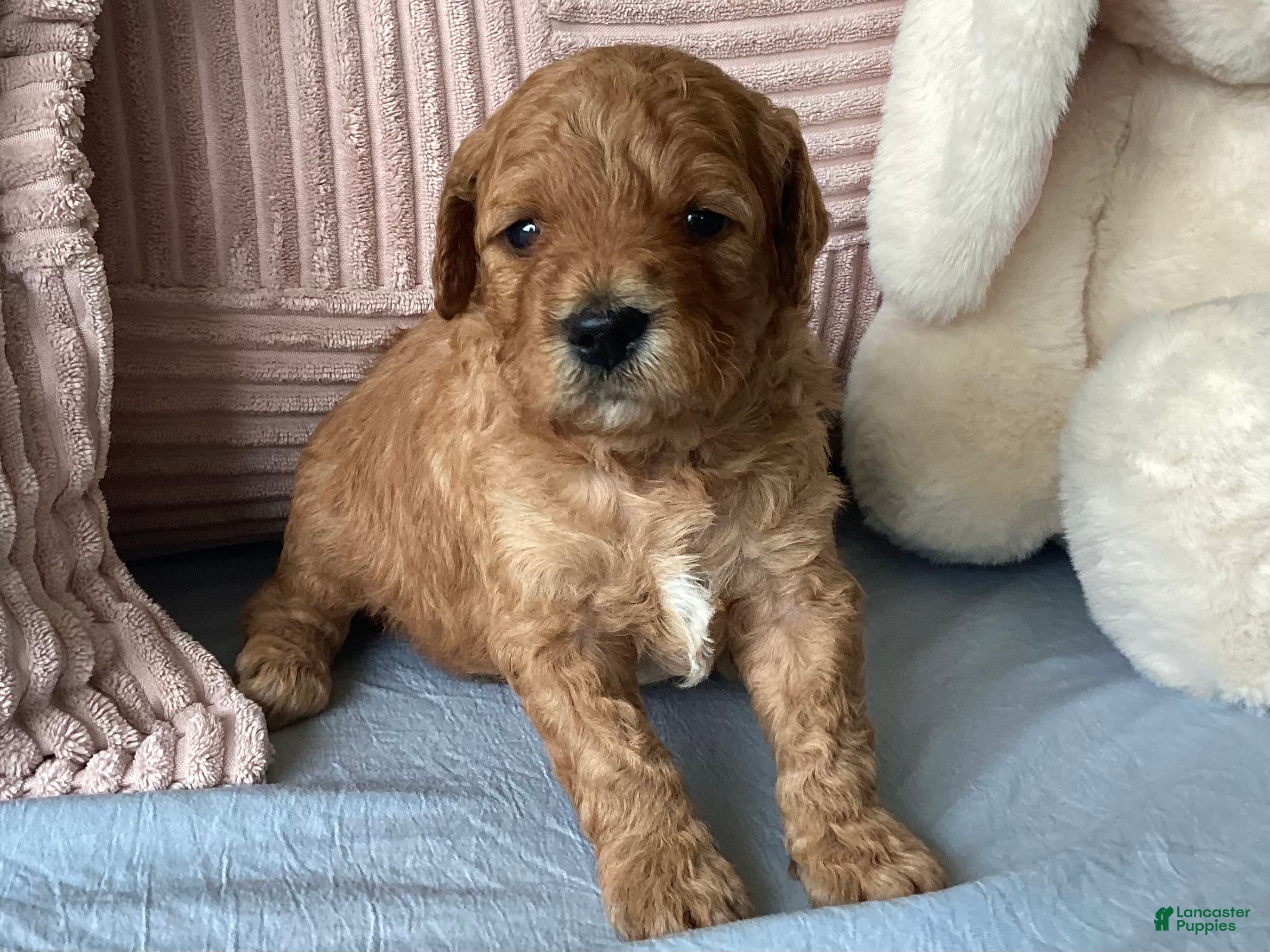 Mini Goldendoodle dogs Mini Goldendoodle “Suki” - Ad 2