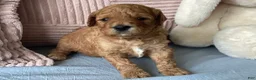 Mini Goldendoodle dogs for sale: Mini Goldendoodle “Suki” - Ad 2