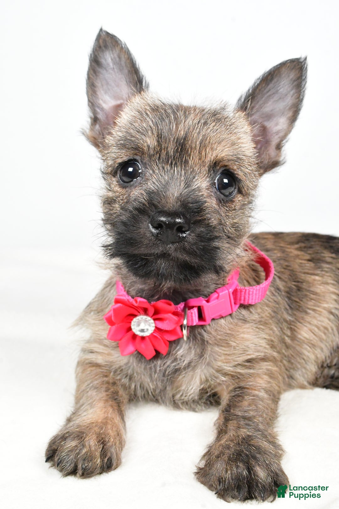 Cairn Terrier dogs for sale: Trixie - Ad 3